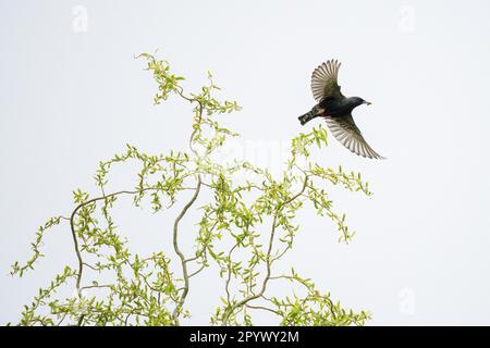 Étoiles communes (Sturnus vulgaris), volant d'une branche de saule avec des proies dans son bec, Hesse, Allemagne Banque D'Images