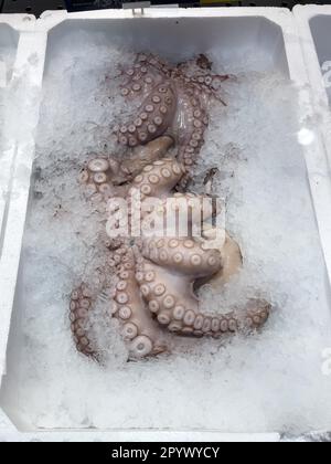 Exposition de poissons pêchés poisson frais pidopsus de calmar (octopus vulgaris) sur glace dans comptoir réfrigéré comptoir de poissons de la vente de poissons de la pêche, nourriture Banque D'Images