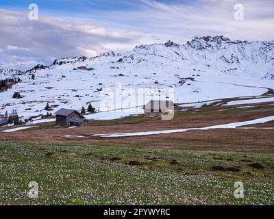 Prairie de Crocus en face de la cabane alpine, Alpe di Siusi, Catinaccio, Dolomites, Tyrol du Sud Banque D'Images