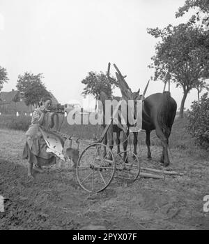 Un jeune agriculteur plère un champ avec une équipe de chevaux. Photo non datée. Banque D'Images