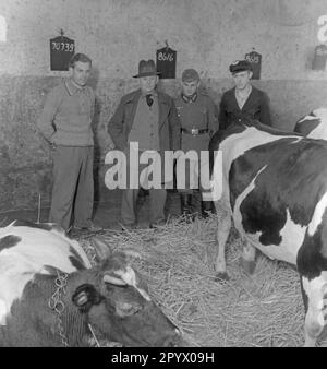 Un soldat, vraisemblablement en congé à domicile, visite un abri de vache près de Neustrelitz avec deux autres hommes et un fermier. Photo non datée. Banque D'Images