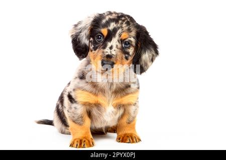Photo en studio d'un chien de chien de cachshund mâle Banque D'Images