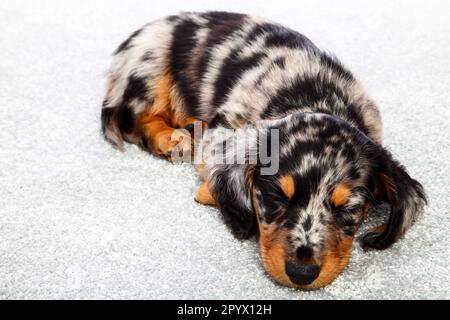 Dapple endormi dachshund chiot posé sur un tapis gris Banque D'Images