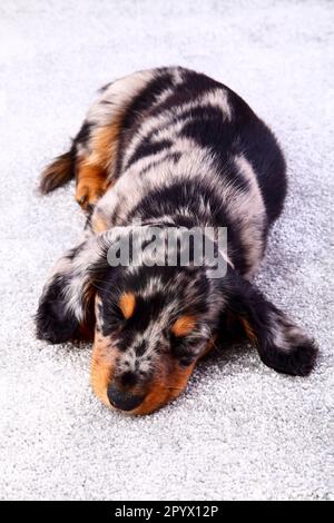 Dapple endormi dachshund chiot posé sur un tapis gris Banque D'Images