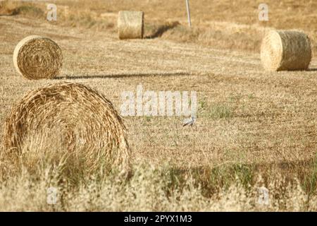 Larnaca, Larnaca, Chypre. 5th mai 2023. Un corbeau est visible sur un champ parmi les boules de foin. (Credit image: © Kostas Pikoulas/ZUMA Press Wire) USAGE ÉDITORIAL SEULEMENT! Non destiné À un usage commercial ! Banque D'Images