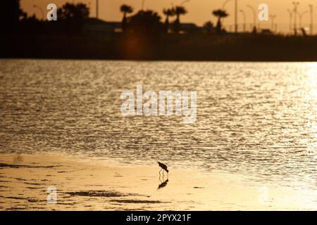 Larnaca, Larnaca, Chypre. 5th mai 2023. Des oiseaux sont vus dans le lac salé à côté de l'aéroport international de Larnaca pendant le lever du soleil. (Credit image: © Kostas Pikoulas/ZUMA Press Wire) USAGE ÉDITORIAL SEULEMENT! Non destiné À un usage commercial ! Banque D'Images