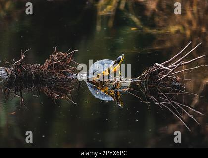Une tortue majestueuse repose sur une bûche flottante dans les eaux de la Caroline du Sud Banque D'Images