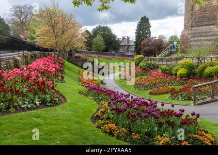 Parc du château de Guildford au printemps avec des tulipes colorées dans les jardins de fleurs, Surrey, Angleterre, Royaume-Uni Banque D'Images