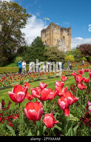 Parc du château de Guildford au printemps avec des tulipes colorées dans les jardins de fleurs, Surrey, Angleterre, Royaume-Uni. Des vacances en banque très animées avec beaucoup de visiteurs Banque D'Images