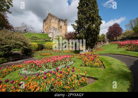 Parc du château de Guildford au printemps avec des tulipes colorées dans les jardins de fleurs, Surrey, Angleterre, Royaume-Uni Banque D'Images