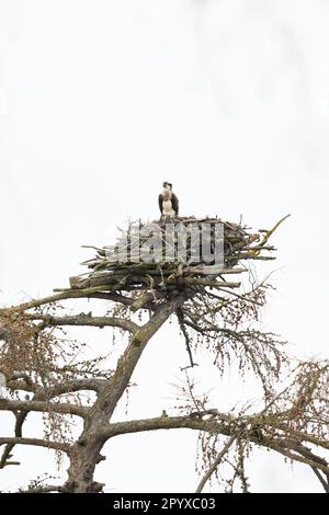 WESTERN Osprey (Pandion haliatus) sur nid Loch Insh Highland UK GB avril 2023 Banque D'Images