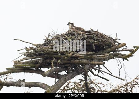 WESTERN Osprey (Pandion haliatus) sur nid Loch Insh Highland UK GB avril 2023 Banque D'Images