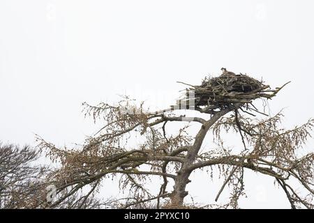 WESTERN Osprey (Pandion haliatus) sur nid Loch Insh Highland UK GB avril 2023 Banque D'Images