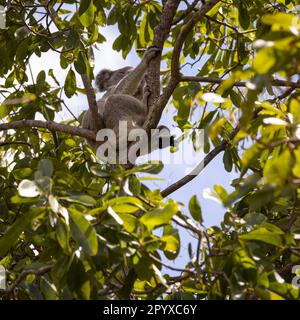 Un koala dans un arbre sur des forts marchez sur l'île Magnetic près de Townsville dans l'extrême nord du Queensland, en Australie Banque D'Images