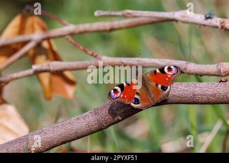 Un papillon de paon se trouve sur une branche Banque D'Images