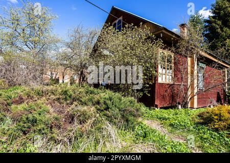 genévrier surcultivé devant la maison en bois du village le jour ensoleillé du printemps Banque D'Images