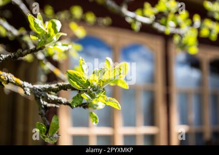 jeunes feuilles fraîches fleuris de bourgeon sur la branche de vieux pommier de près et fenêtre de maison de village en bois en arrière-plan le jour ensoleillé de printemps Banque D'Images