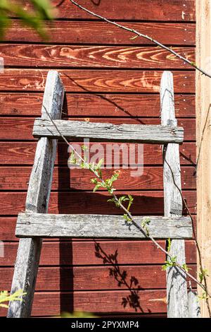 l'ancienne échelle en bois est penchée contre le mur de panneau d'un chalet en bois par une journée ensoleillée Banque D'Images