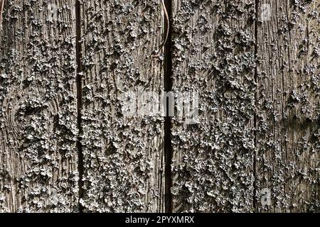les planches couvertes de lichen baignées de soleil de l'ancienne clôture se rapprochent le jour ensoleillé Banque D'Images