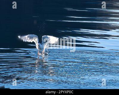 Les mouettes déferle dans le fjord de Norvège. Des gouttes d'eau éclaboutent dans le mouvement dynamique de l'oiseau de mer. Photo d'animal de Scandinavie Banque D'Images