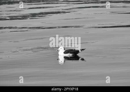 mouette nageant sur le fjord en Norvège dans une eau calme en noir et blanc. L'oiseau de mer se reflète dans l'eau. Photo d'animal de Scandinavie Banque D'Images