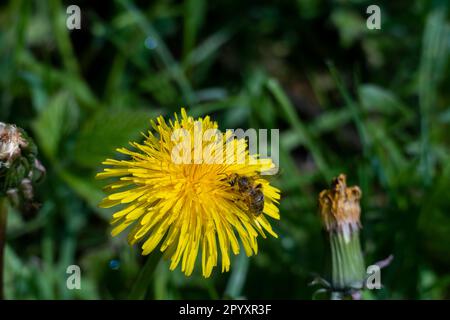Eine Biene sitzt auf einer Löwenzahn Blüte und Sammelt pollen Banque D'Images