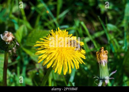 Eine Biene sitzt auf einer Löwenzahn Blüte und Sammelt pollen Banque D'Images