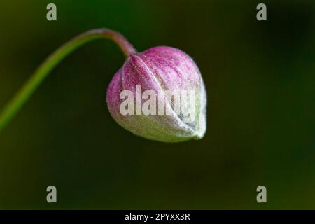 Un bourgeon fermé d'une fleur de Clematis rose pâle Banque D'Images