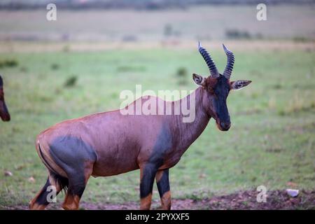 Un antilope avec un manteau chaud et brun et impressionnant cornes courbées Banque D'Images