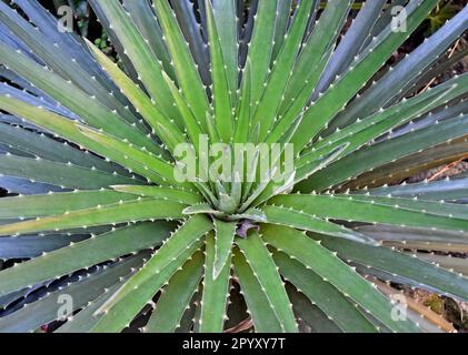 Plantez avec des feuilles épineuses (Dyckia encholirioides) sur le jardin Banque D'Images