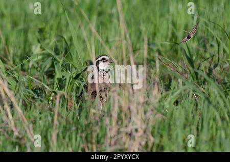 Bobwhite du Nord, Colinus virginianus, mâle se cachant dans l'herbe Banque D'Images