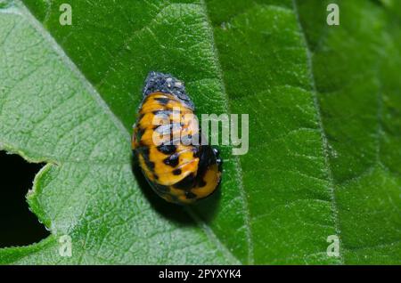 Femme asiatique Beetle, Harmonia axyridis, pupa Banque D'Images