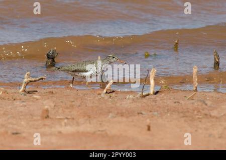 Sandpiper à pois, Actitis macularius Banque D'Images
