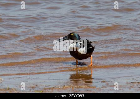 Pelle butte, spatule clypeata, homme Banque D'Images