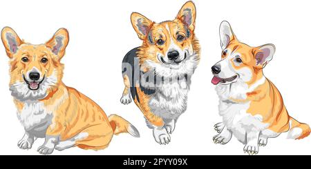 Ensemble de croquis de couleur de chien Pembroke gallois corgi race sourire Illustration de Vecteur