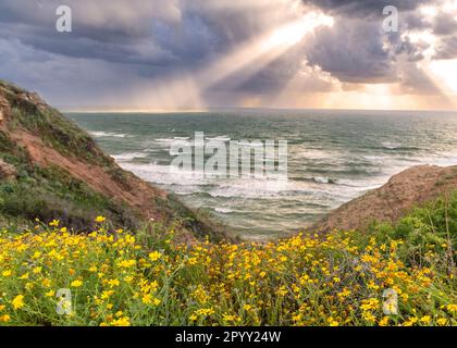 Fleurs et collines ondulantes menant à la mer orageux avec des rayons de soleil à travers les nuages Banque D'Images