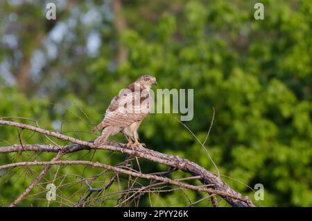 Buse à queue rouge, Buteo jamaicensis, juvénile Banque D'Images