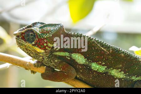 Panther caméléon - Furcifer pardalis - tenant sur la branche de l'arbre, détail de gros plan à la tête Banque D'Images
