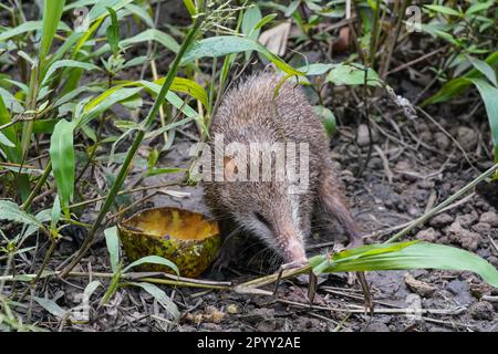 Sans feux arrière - Tenrec ecaudatus - marcher sur le sol avec des tables d'herbe à proximité, détail de gros plan Banque D'Images