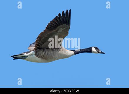 Oie du Canada / oie du Canada (Branta canadensis) en vol contre le ciel bleu Banque D'Images