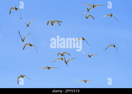 Troupeau de sternes communes (Sterna hirundo) dans le plumage de reproduction en vol contre la pêche du ciel bleu près d'une colonie d'oiseaux au printemps Banque D'Images