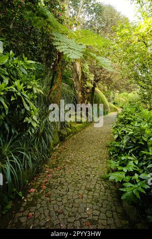 Le chemin de la Villa Sassetti vers le Palais Pena est facile pour la première partie et traverse des jardins luxuriants Banque D'Images