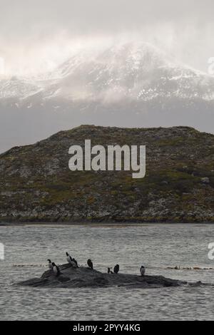 Cormorans perchés sur un îlot dans le chenal Beagle Banque D'Images