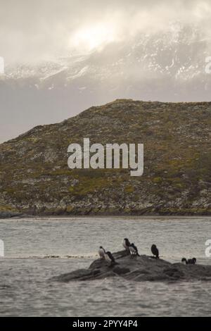 Cormorans perchés sur un îlot dans le chenal Beagle Banque D'Images