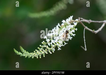 Miel abeille collectant le pollen des fleurs blanches d'amande douce d'Aloysia. Banque D'Images