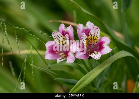 Gros plan d'une paire de fleurs Alstoemeria contre la vegatation verte. Banque D'Images