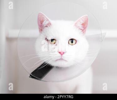 Un chat court blanc avec un œil blessé et portant un collier de protection Banque D'Images