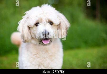 Un adorable chien mixte Pomeranian x Poodle regardant l'appareil photo Banque D'Images