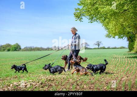 Un marcheur professionnel de chiens dans la campagne du Gloucestershire, Royaume-Uni. Banque D'Images