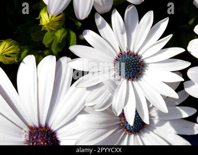 Image d'une tête de fleur d'Osteospermum 'Glistening White' également connue sous le nom de Marguerite africaine ou de cape Daisy. Banque D'Images